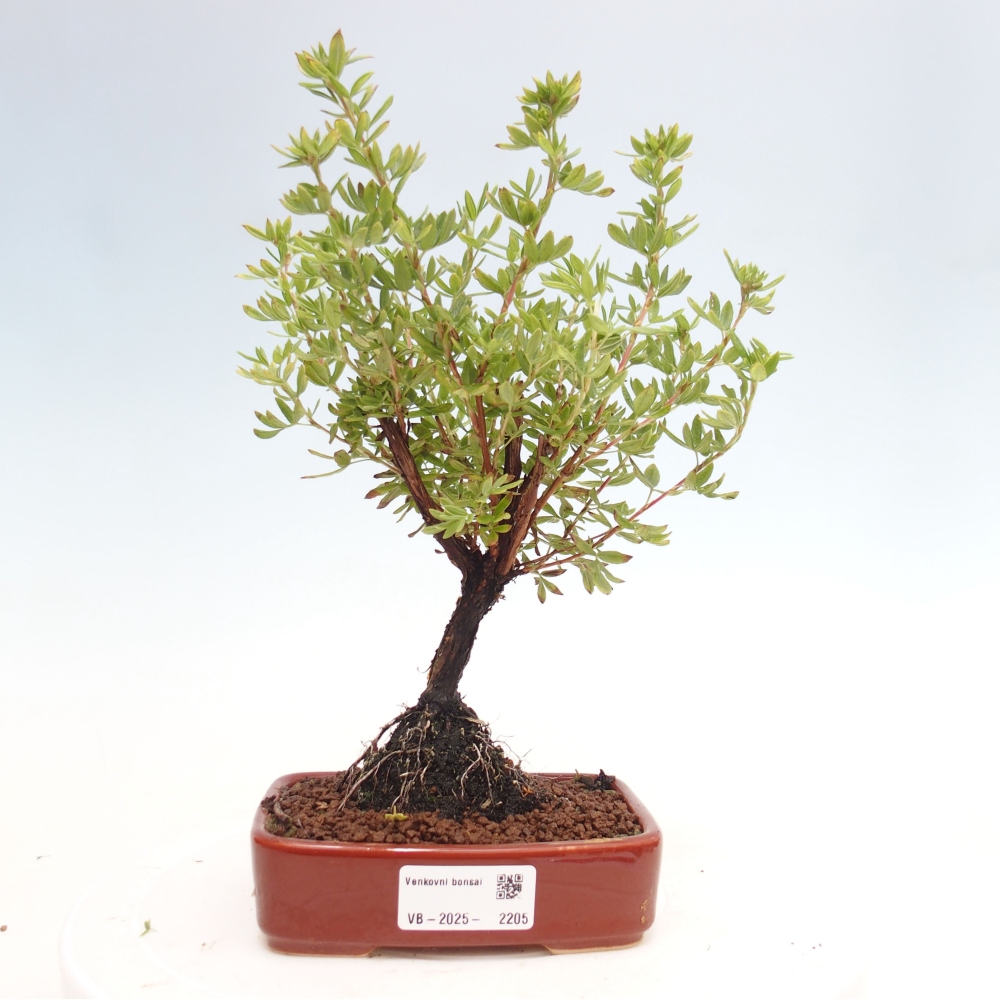 Venkovní bonsai-Mochna křovitá - potentila fruticosa yellow Bird