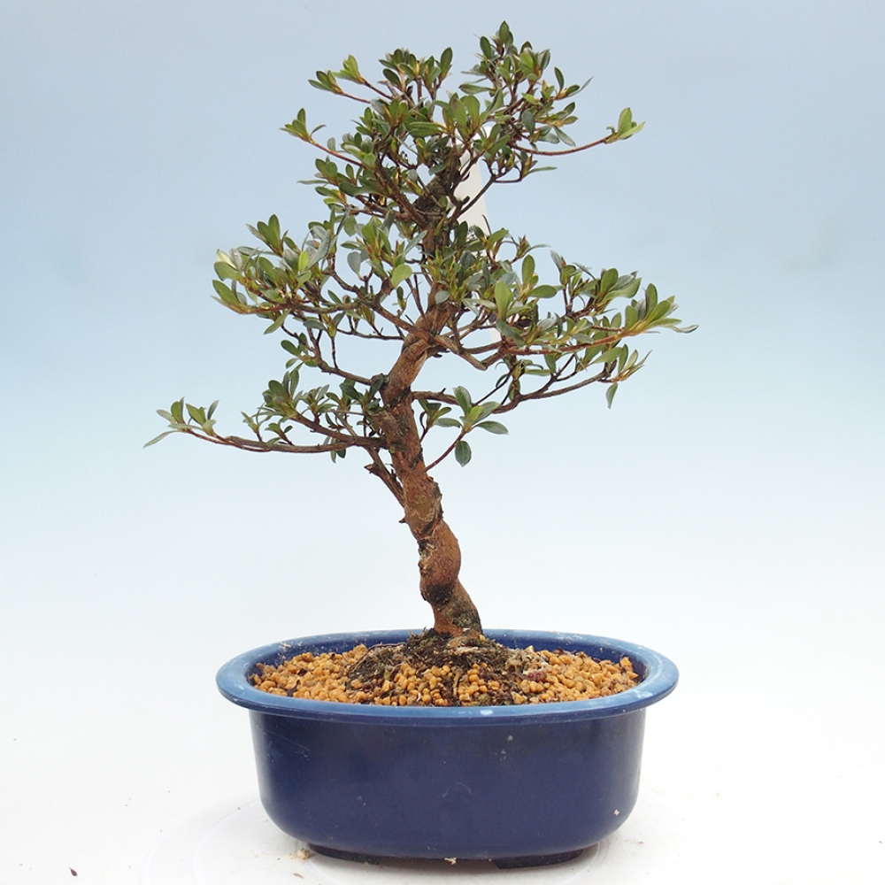 Venkovní bonsai - Japonská azalka - Azalea Mio