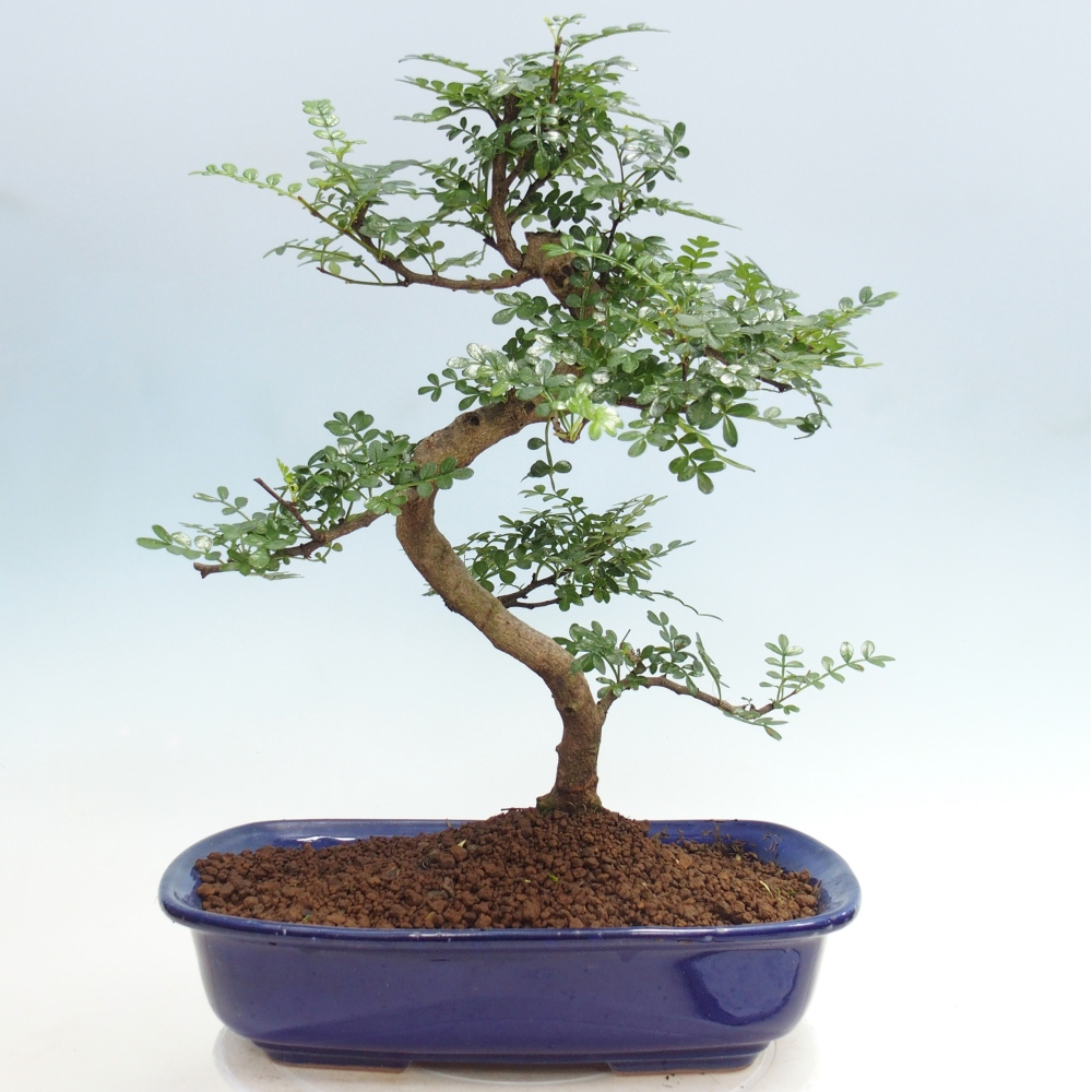 Pokojová bonsai - Zantoxylum piperitum - pepřovník