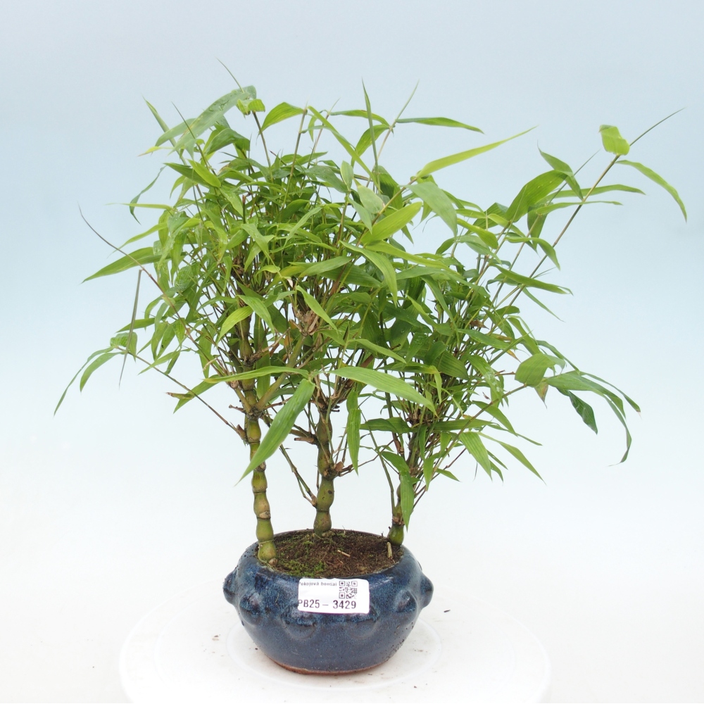 Pokojová bonsai - Bambus budha-Bambus budhovo břicho