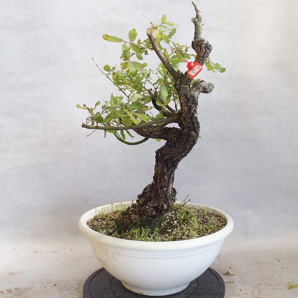 Venkovní bonsai Quercus Cerris - Dub Cer