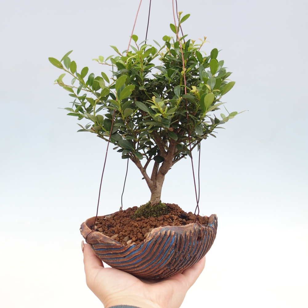 Kokedama v keramice - Ilex crenata - Cesmína