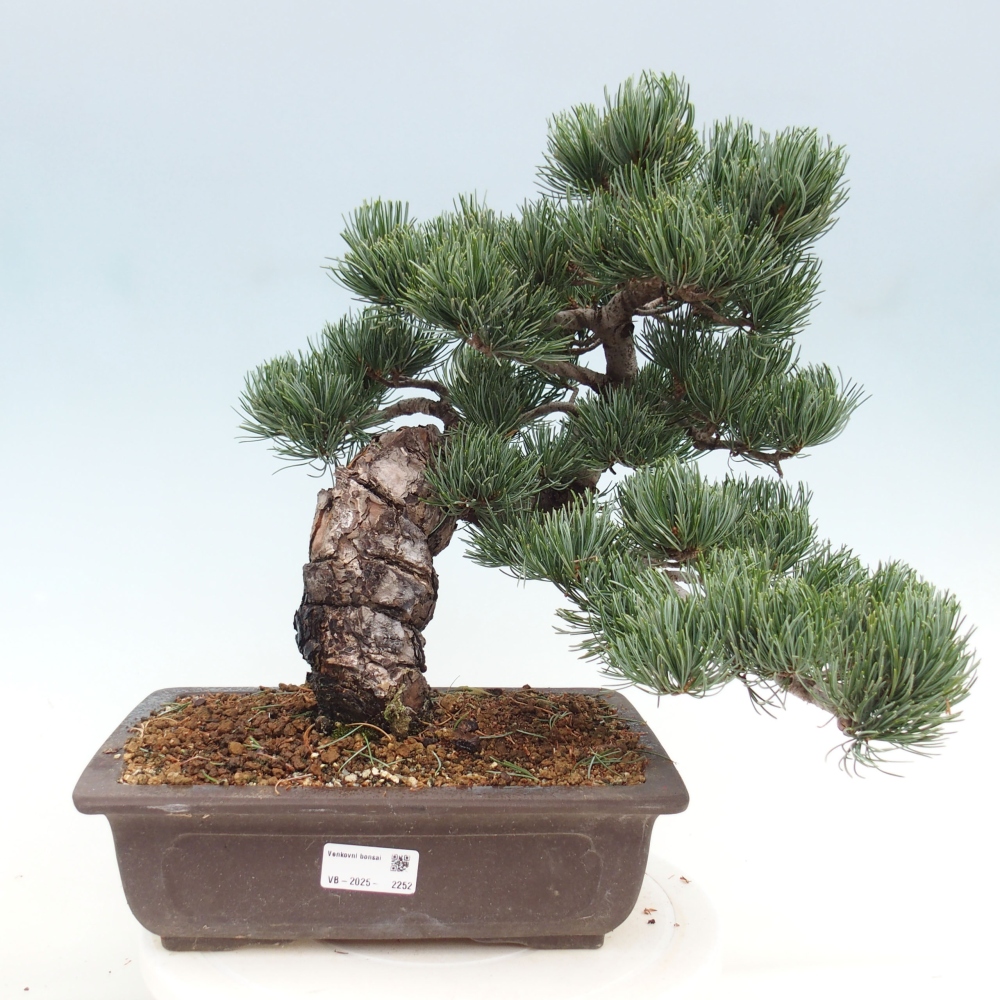 Venkovní bonsai - Pinus parviflora - Borovice drobnokvětá