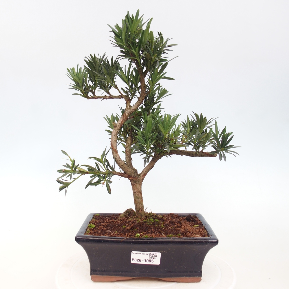 Pokojová bonsai - Podocarpus - Kamenný tis