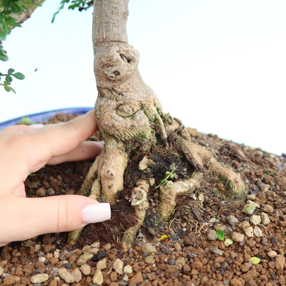 Pokojová bonsai - Zantoxylum piperitum - pepřovník