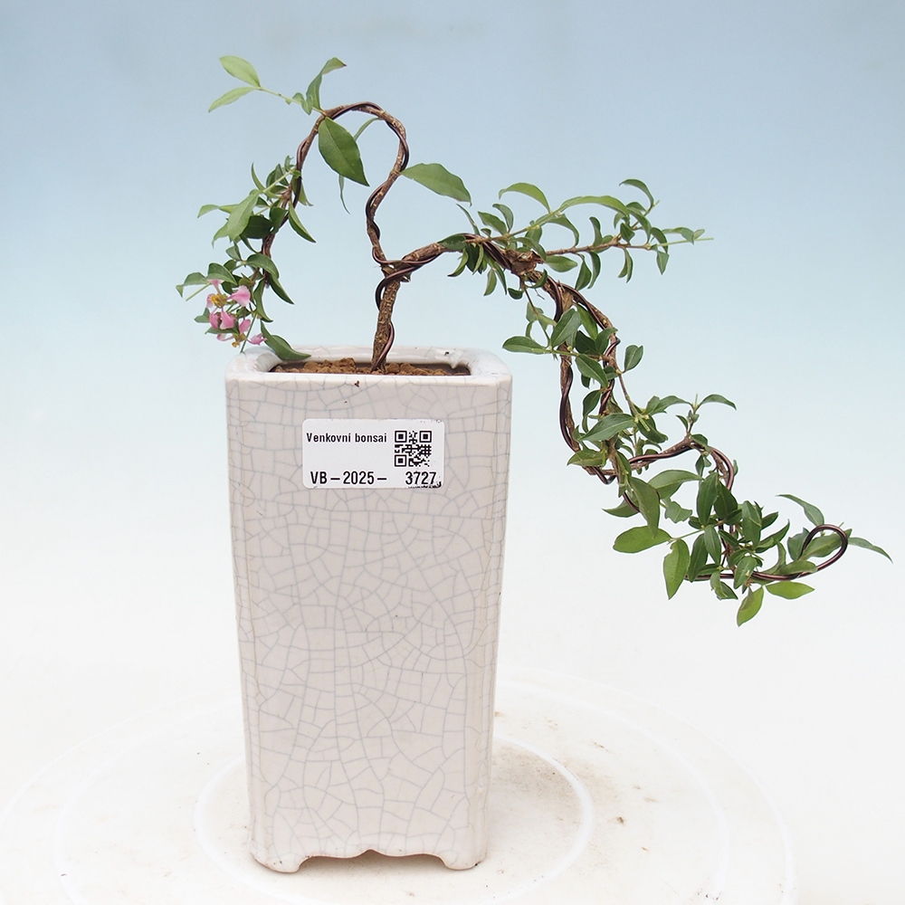 Pokojová bonsai - Malpighia coccigera- Barbdorská třešeň