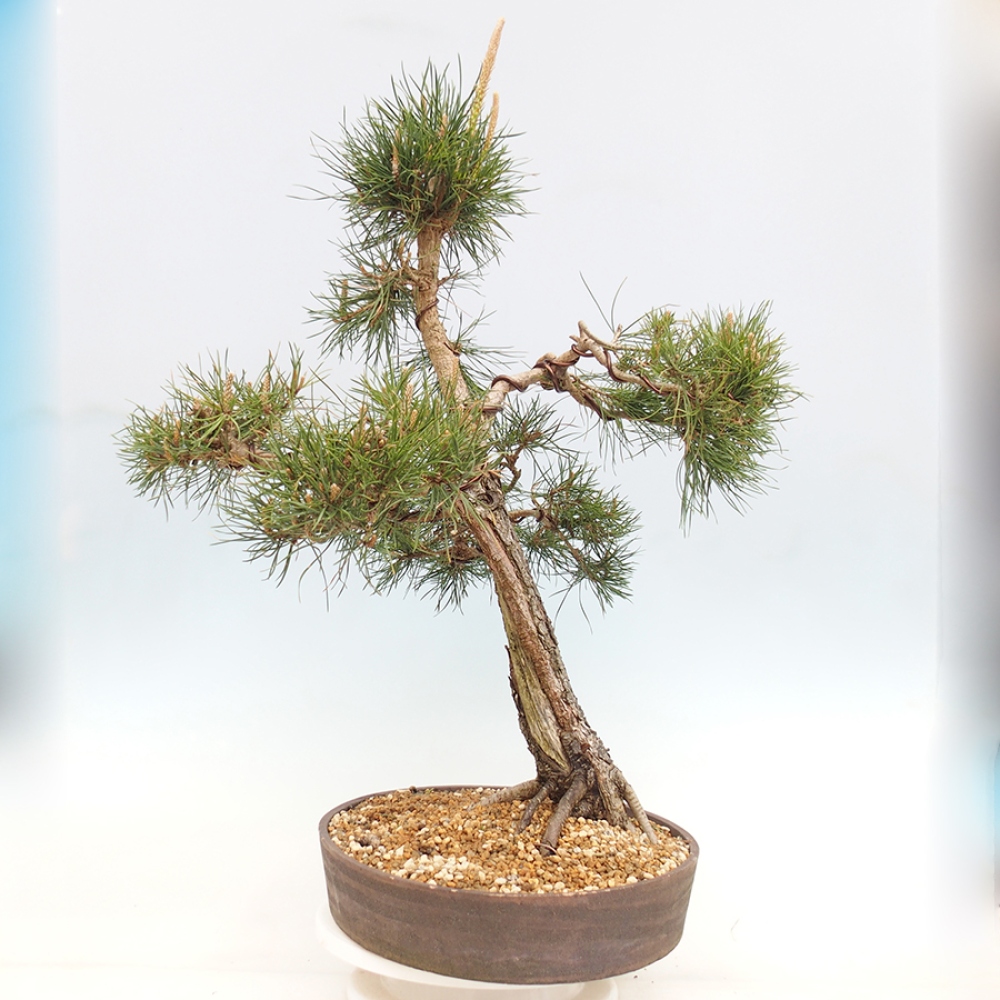 Venkovní bonsai - Pinus thunbergii - Borovice thunbergova