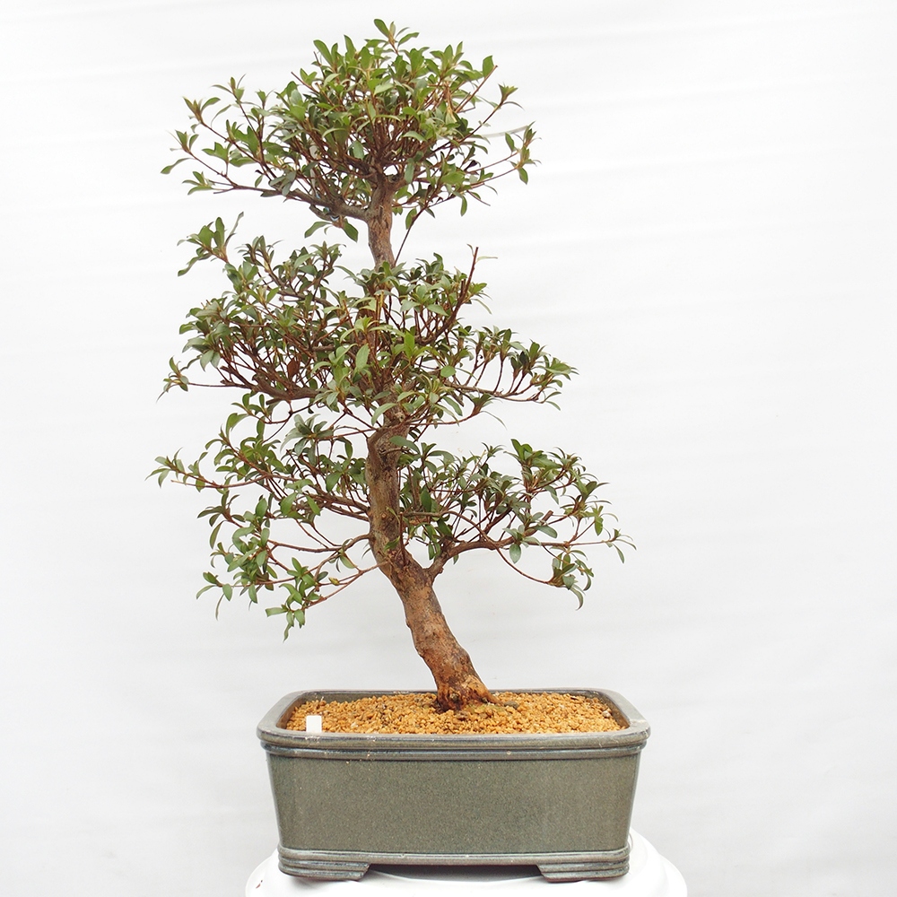 Venkovní bonsai - Japonská azalka - Azalea Koki