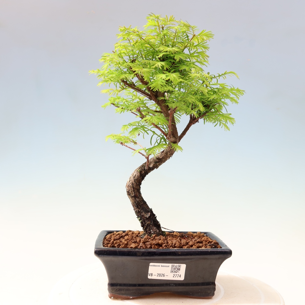 Venkovní bonsai - Metasequoia glyptostroboides - Metasekvoje čínská