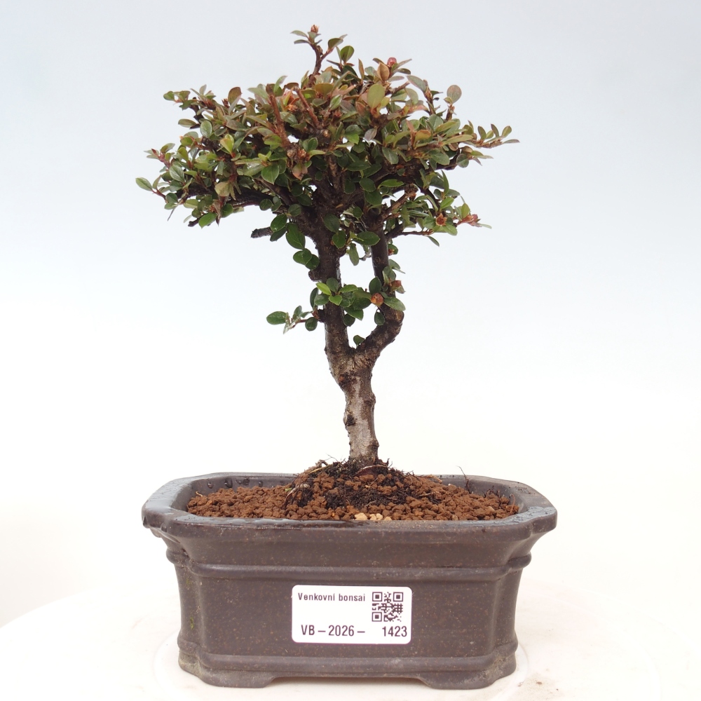 Venkovní bonsai - Cotoneaster horizontalis - Skalník