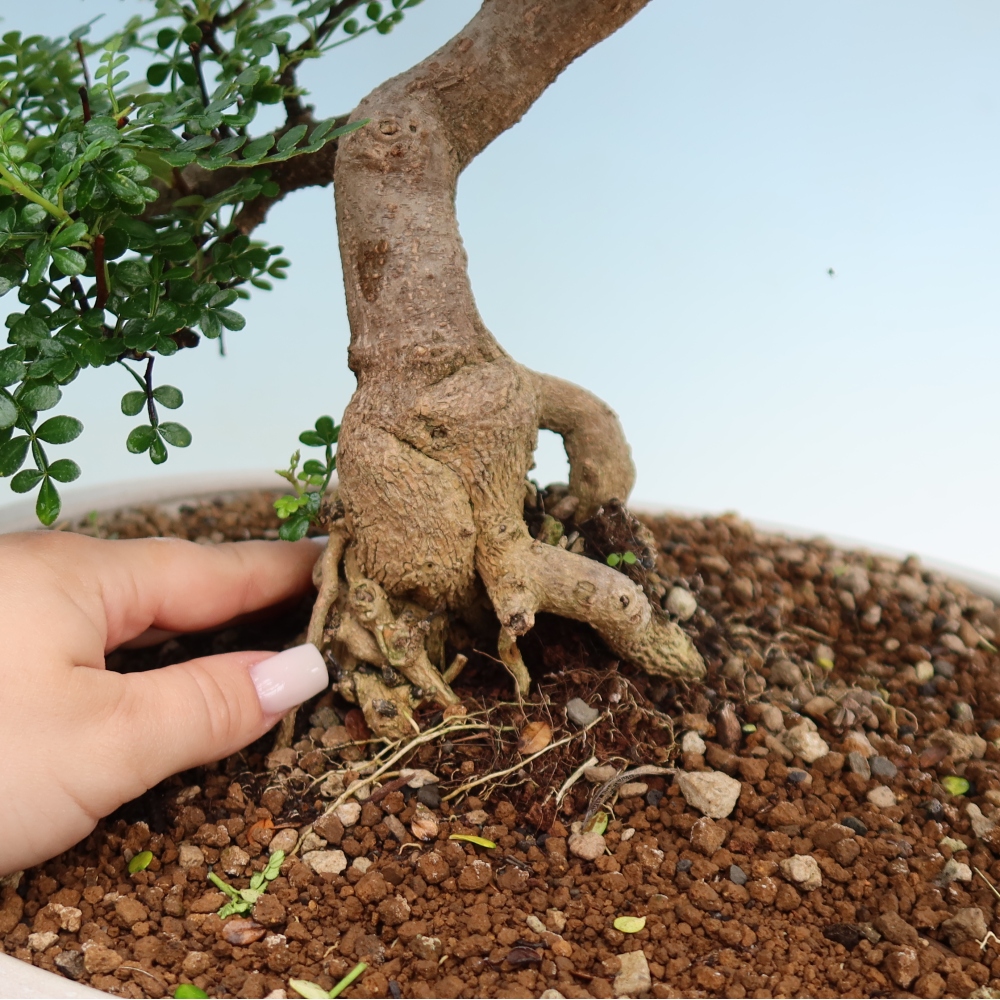 Pokojová bonsai - Zantoxylum piperitum - pepřovník