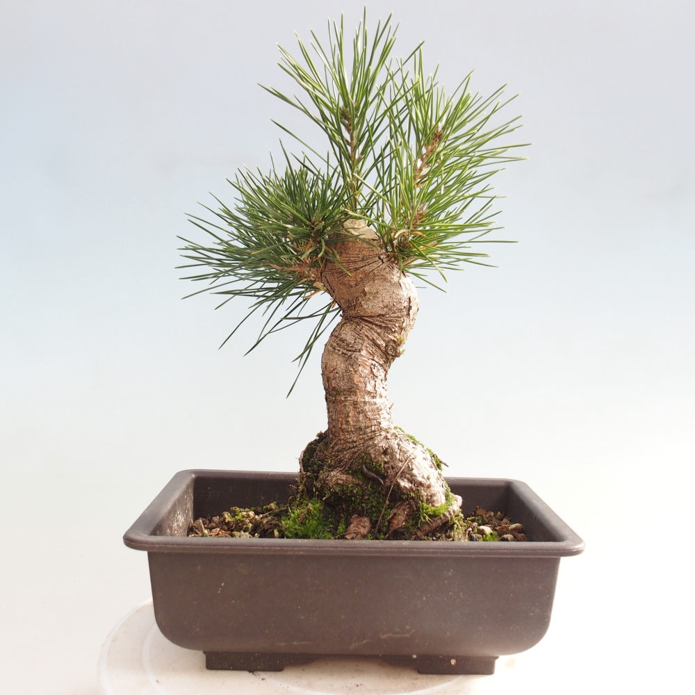 Venkovní bonsai - Pinus thunbergii - Borovice thunbergova