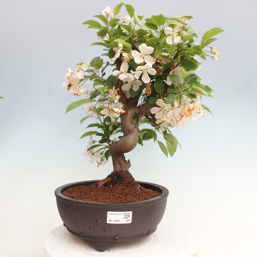 Venkovní bonsai -Malus halliana - Maloplodá jabloň