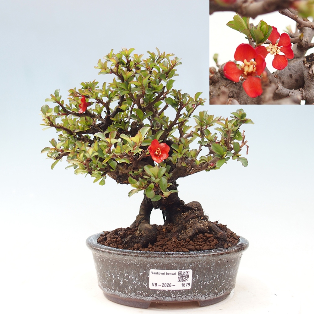 Venkovní  bonsai -  Chaneomeles speciosa - Kdoulovec ozdobný