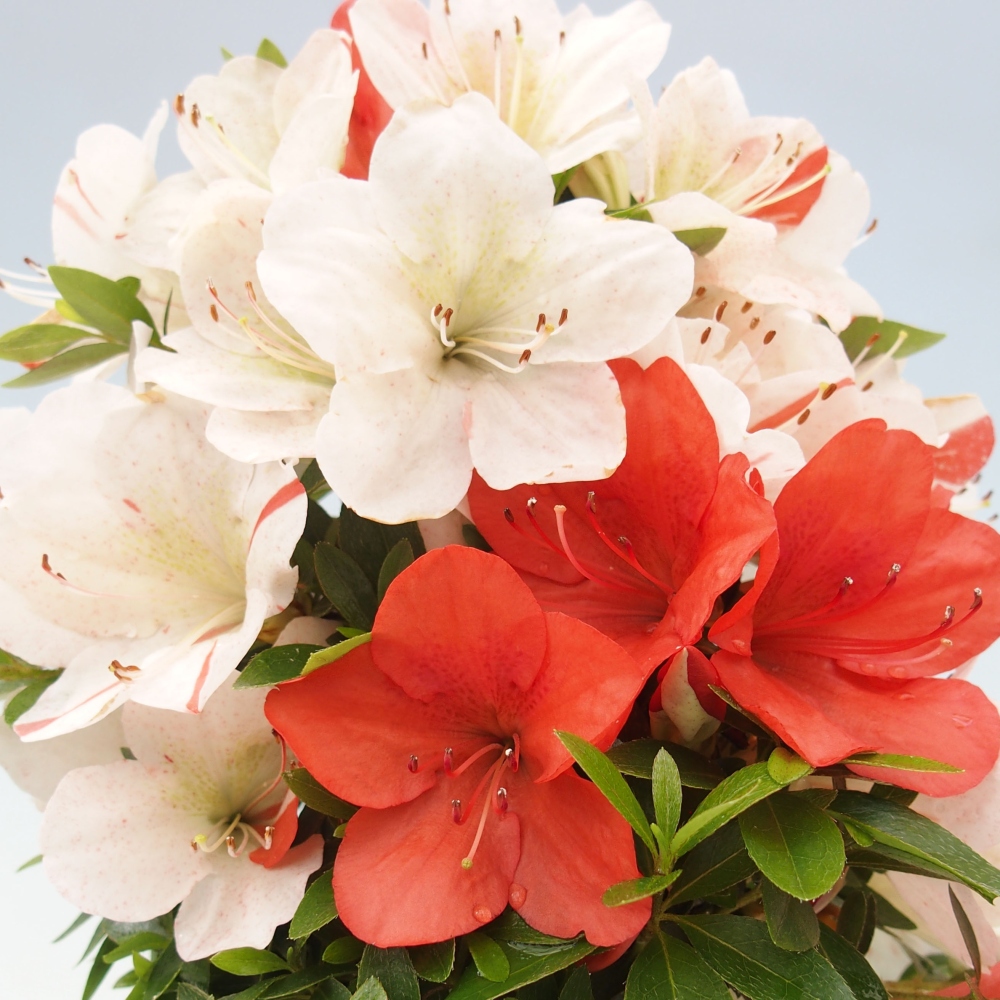 Venkovní bonsai - Japonská azalka - Azalea Asazakura