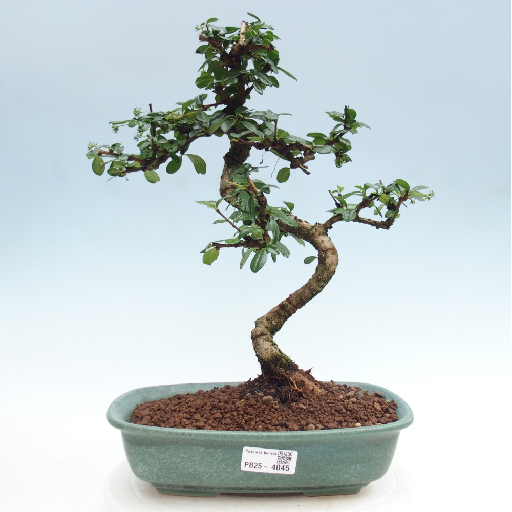 Pokojová bonsai - Carmona macrophylla - Čaj fuki