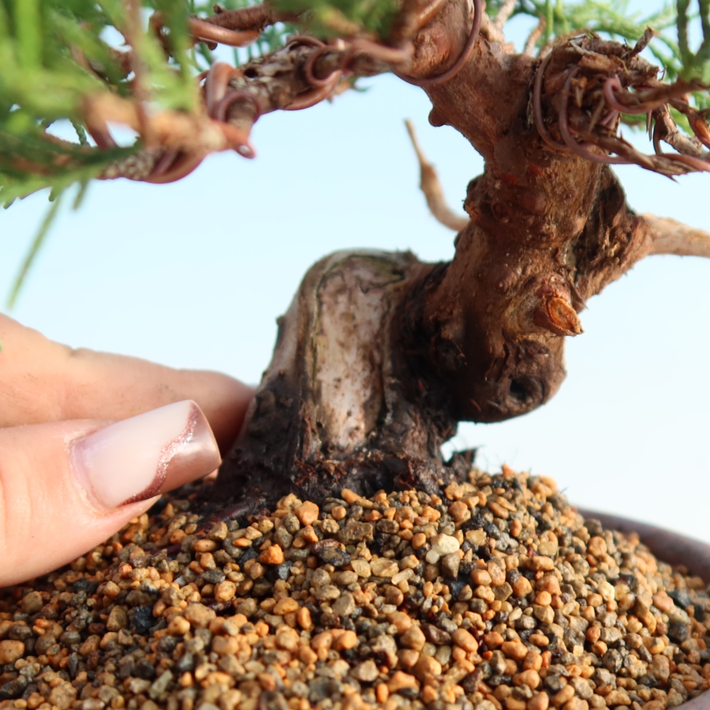 Venkovní bonsai - Juniperus chinensis Itoigawa -Jalovec čínský