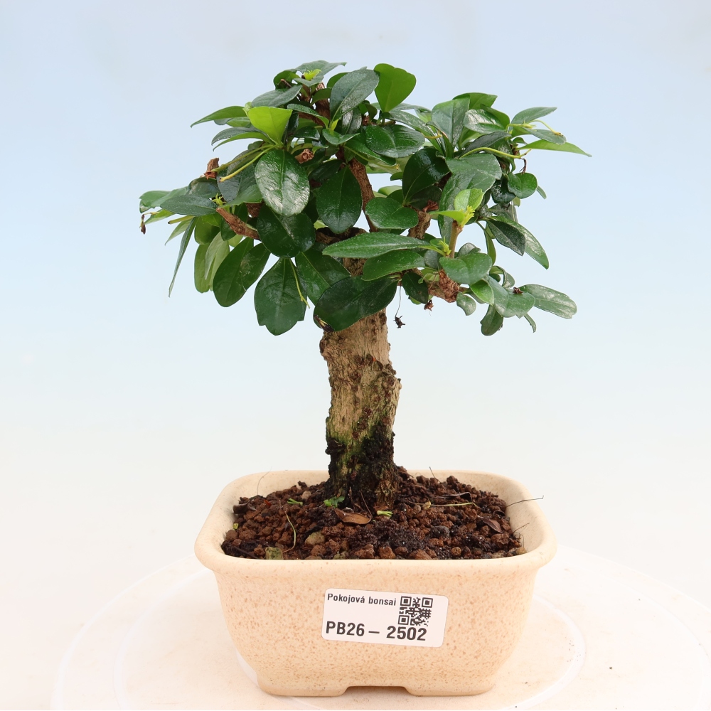 Pokojová bonsai - Carmona macrophylla - Čaj fuki
