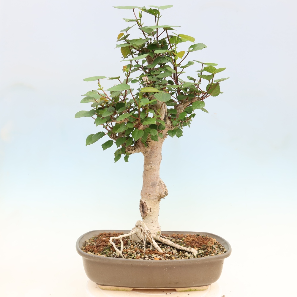 Pokojová bonsai - Hibiscus tiliaceus - Ibišek lípovitý, morský