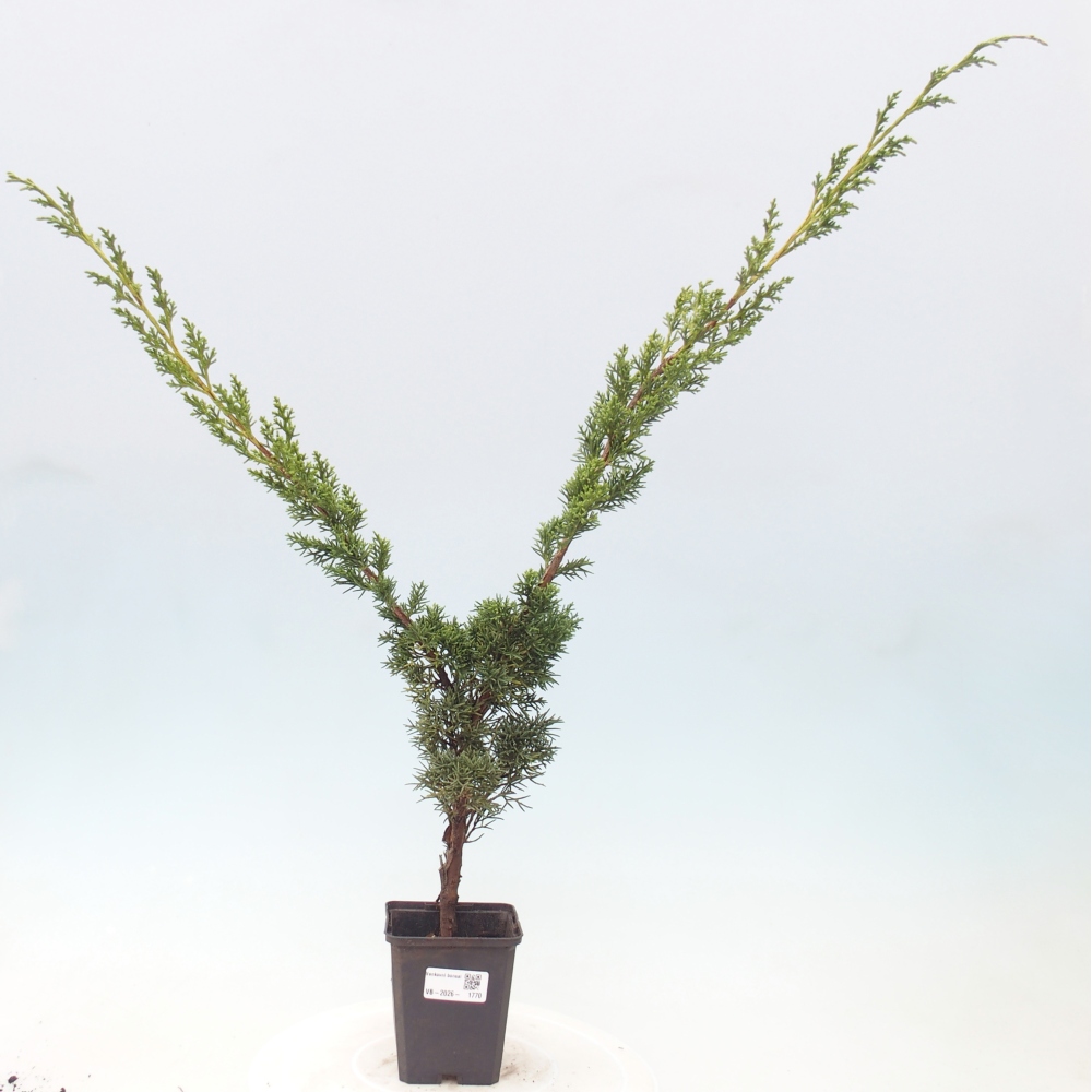 Venkovní bonsai - Juniperus chinensis Kishu -Jalovec čínský