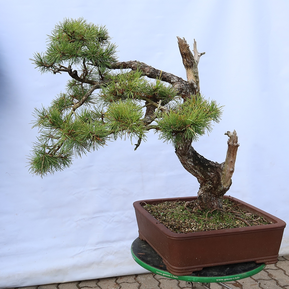 Pinus sylvestris Španělsko - borovice lesní