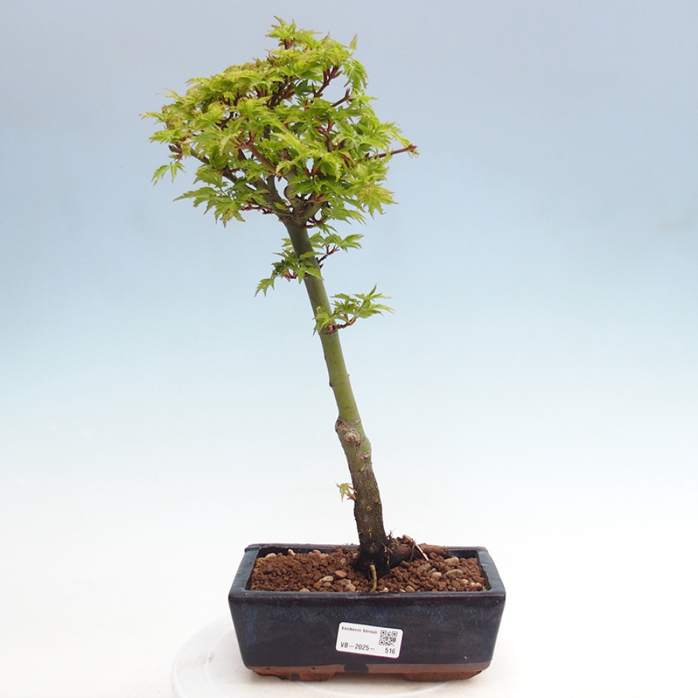 Venkovní bonsai -Javor dlanitolistý Acer palmatum Shishigashira