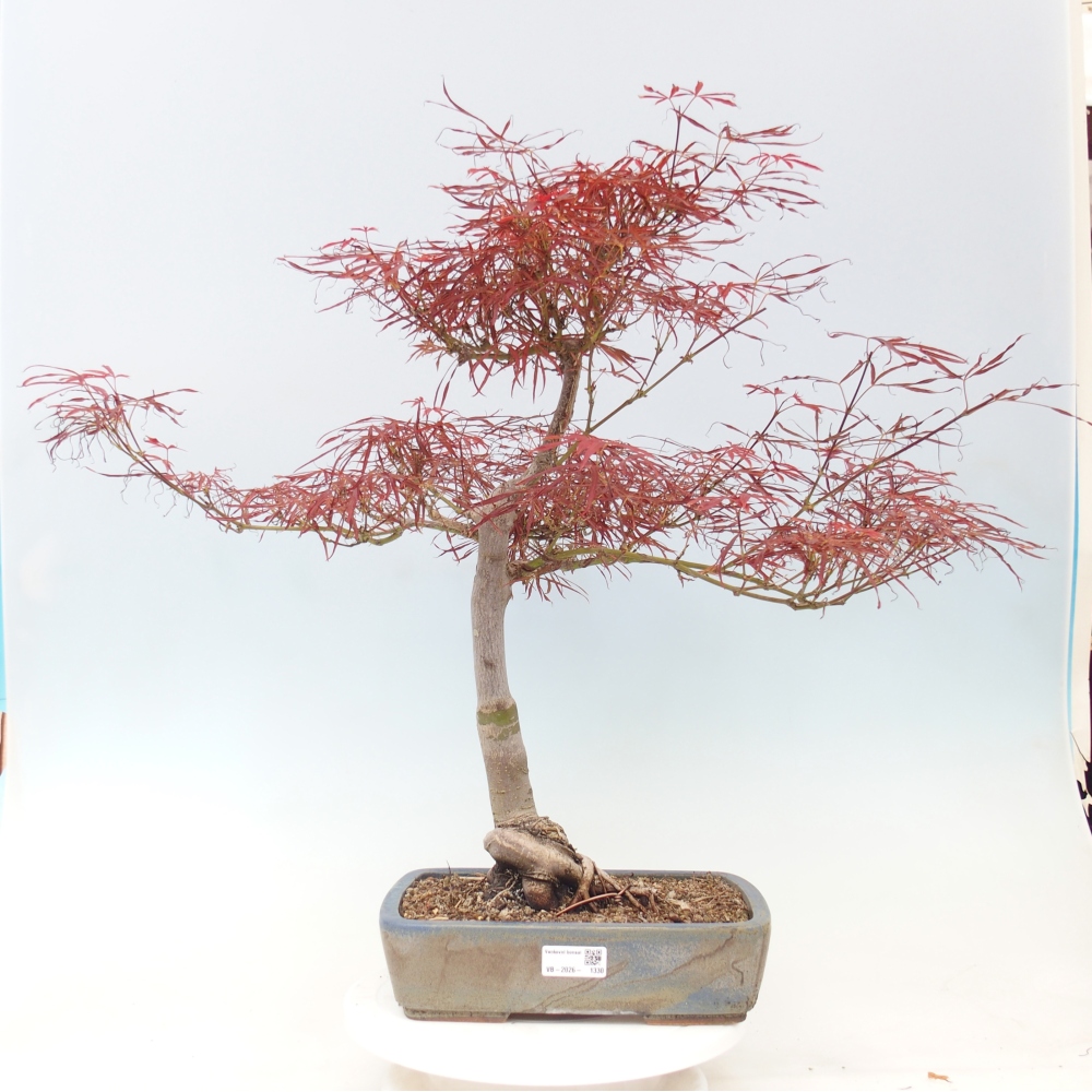 Venkovní bonsai - Javor dlanitolistý - Acer palmatum RED PYGMY