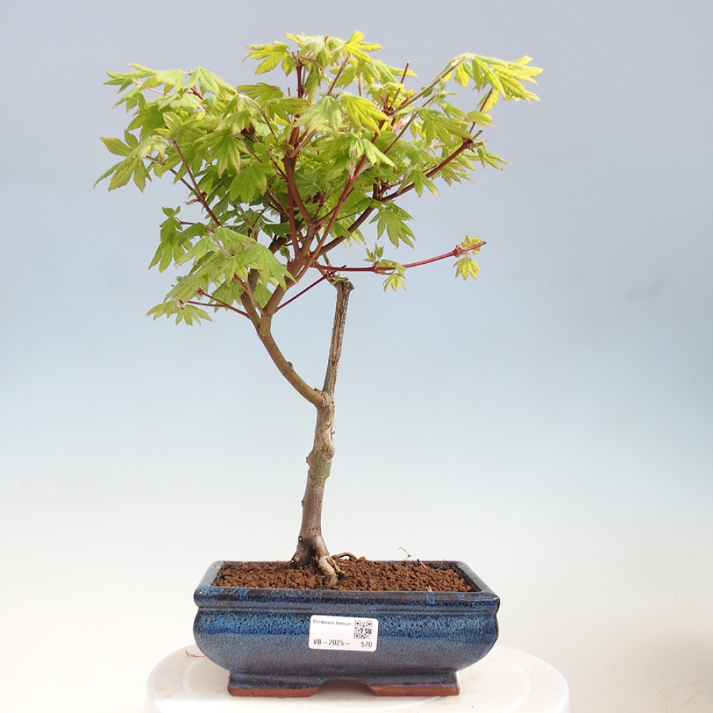 Venkovní bonsai - Javor palmatum katsura GISAN - Javor dlanitolistý