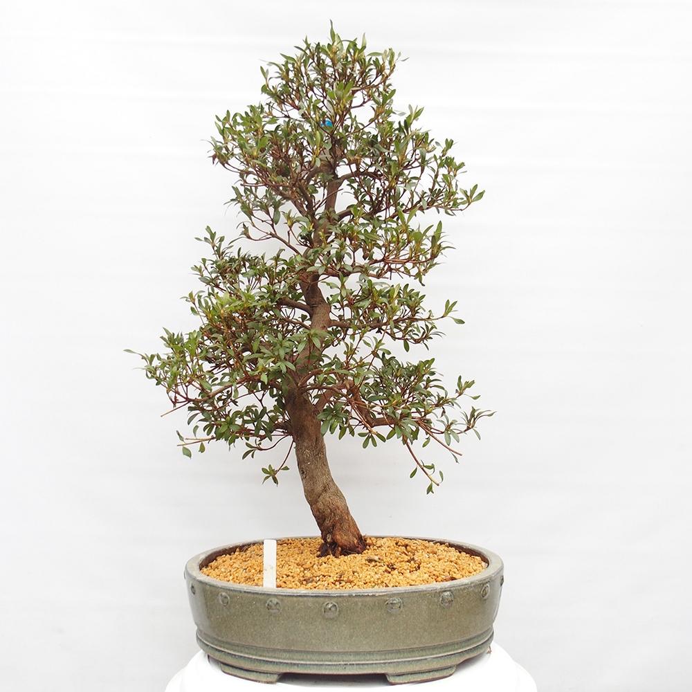 Venkovní bonsai - Japonská azalka - Azalea Chihiro