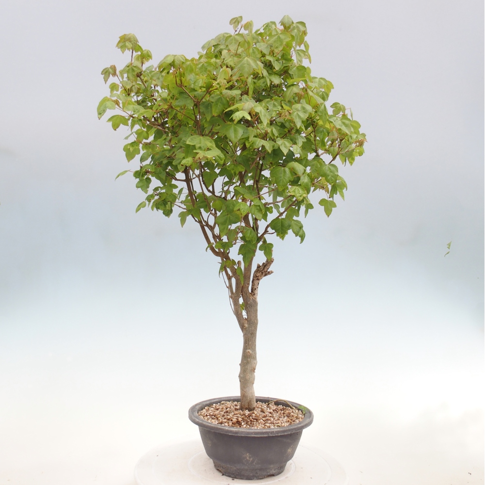 Venkovní bonsai - Acer Buergerianum - Javor Burgerův