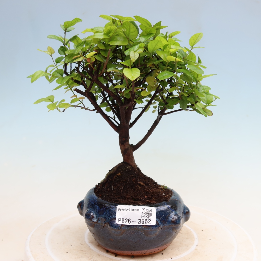 Pokojová bonsai - Sagerécie thea - Sagerécie thea