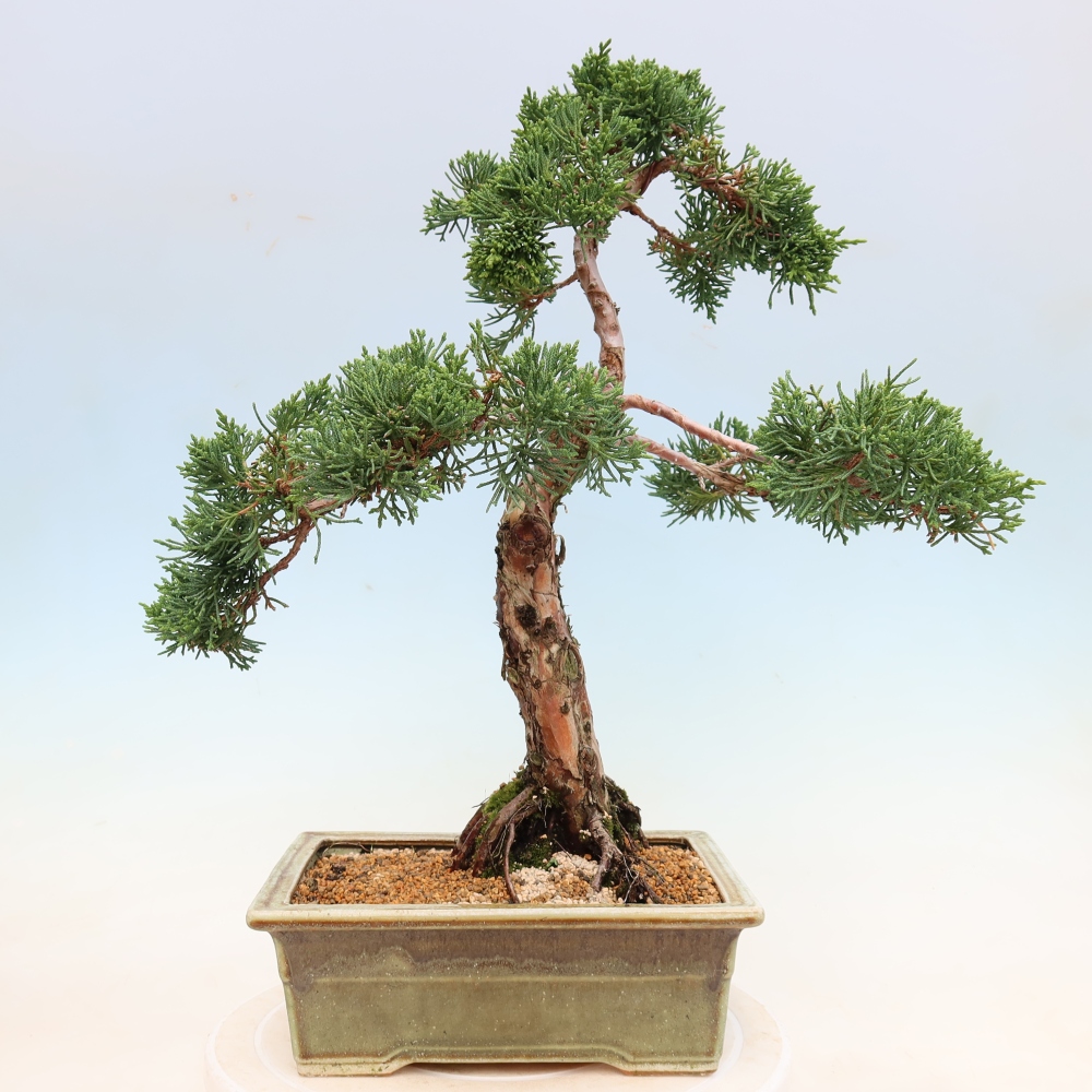 Venkovní bonsai - Juniperus chinensis Kishu -Jalovec čínský