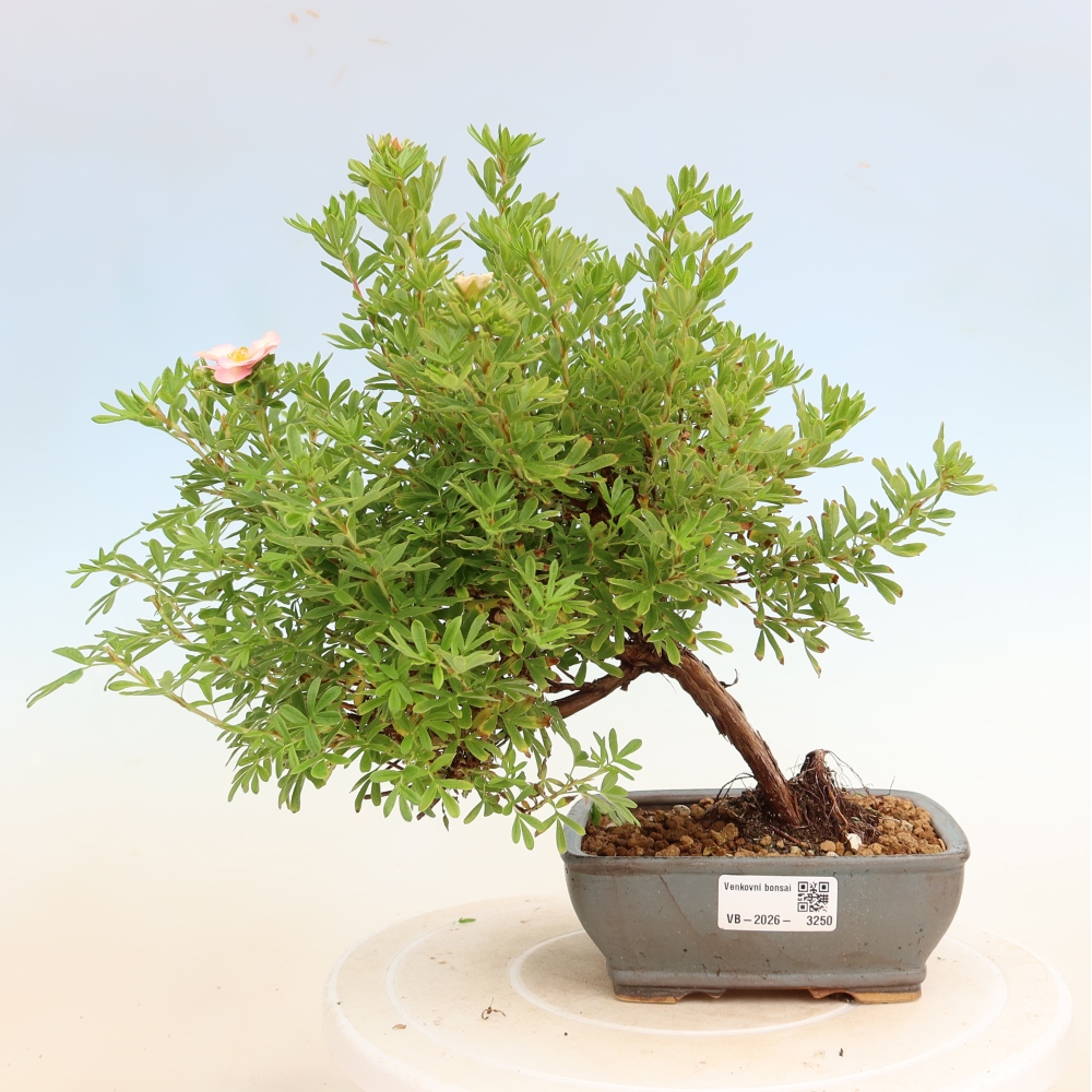 Venkovní bonsai-Mochna křovitá - Potentila fruticosa Bellissima