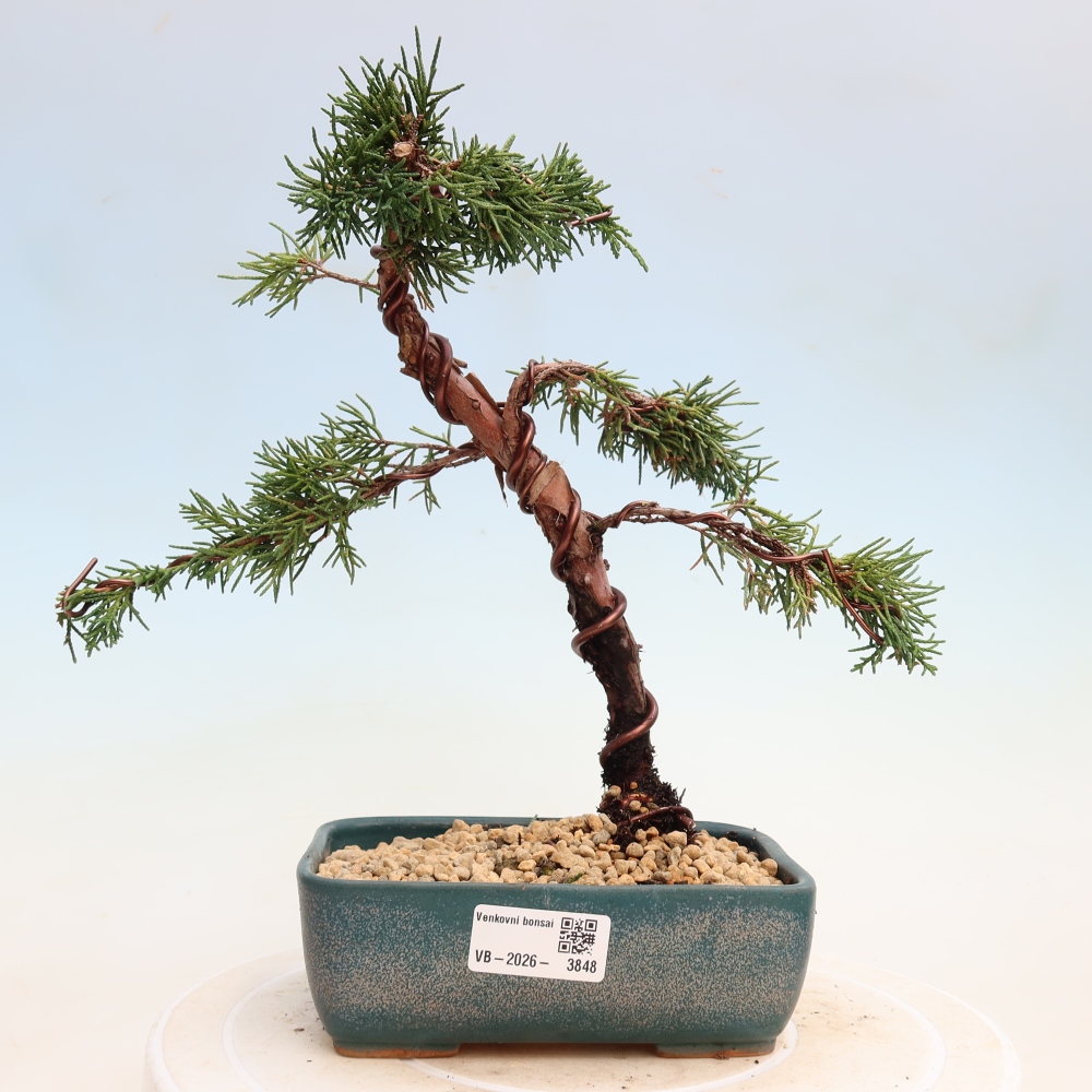 Venkovní bonsai - Juniperus chinensis Kishu -Jalovec čínský