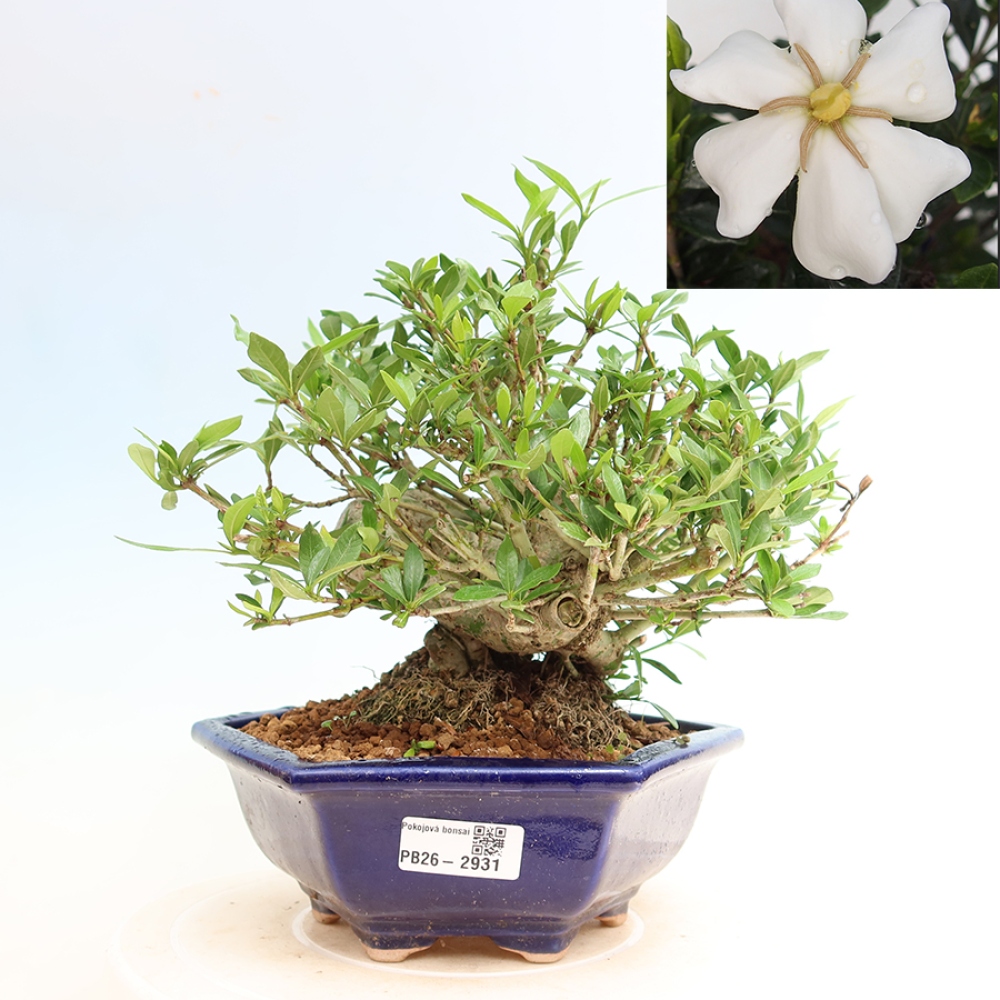Pokojová bonsai - Gardenia jasminoides-Gardenie