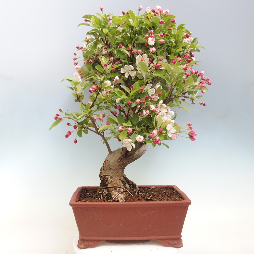 Venkovní bonsai -Malus halliana - Maloplodá jabloň