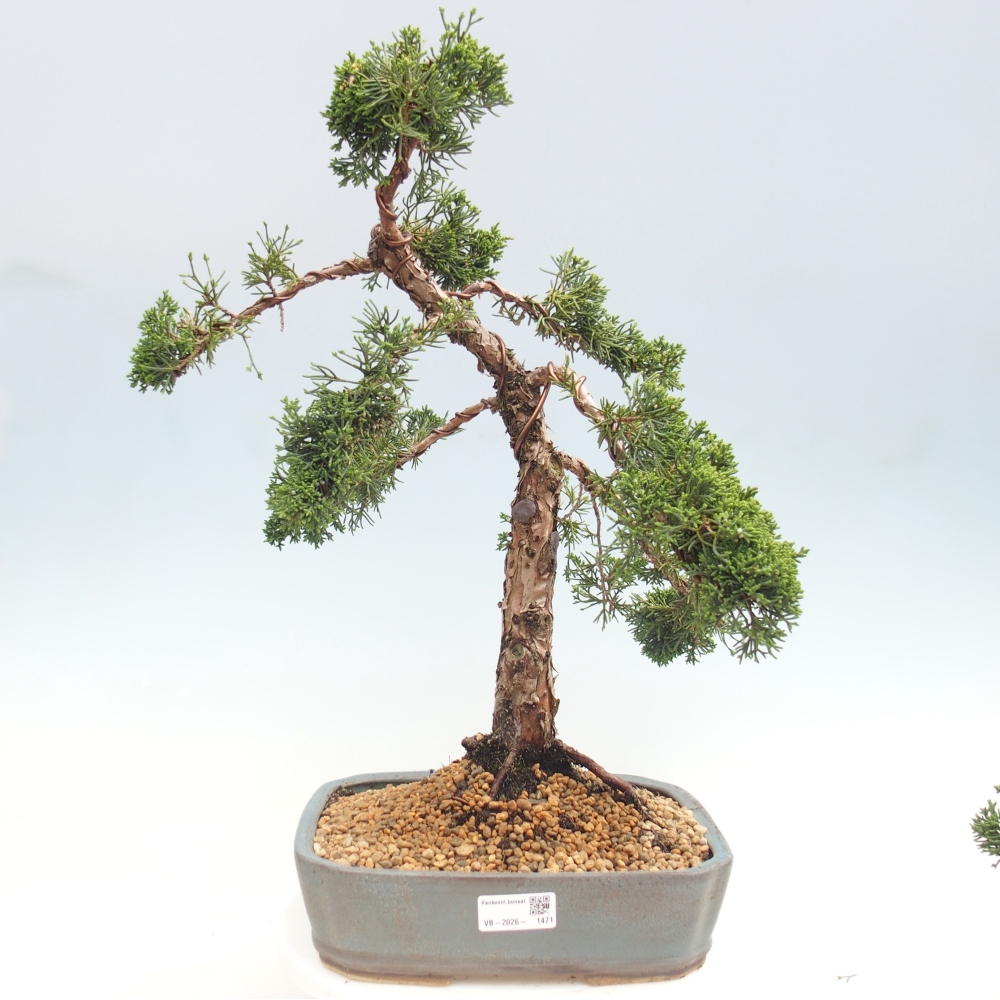 Venkovní bonsai - Juniperus chinensis Kishu -Jalovec čínský