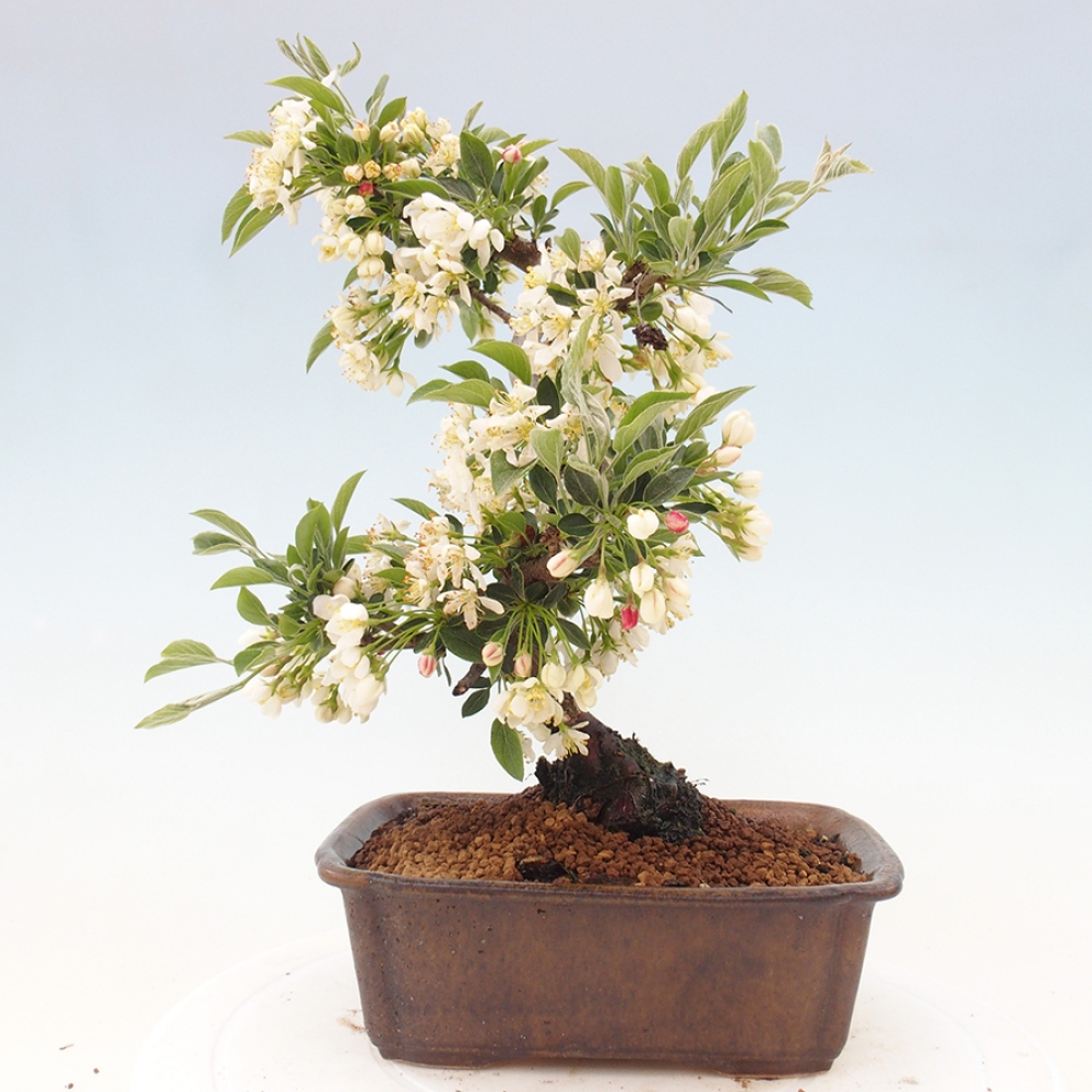 Venkovní bonsai - Malus sargentii -  Maloplodá jabloň