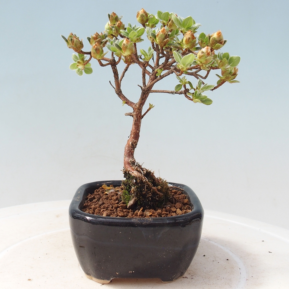 Venkovní bonsai - Rhododendron indicum - Japonská azalka