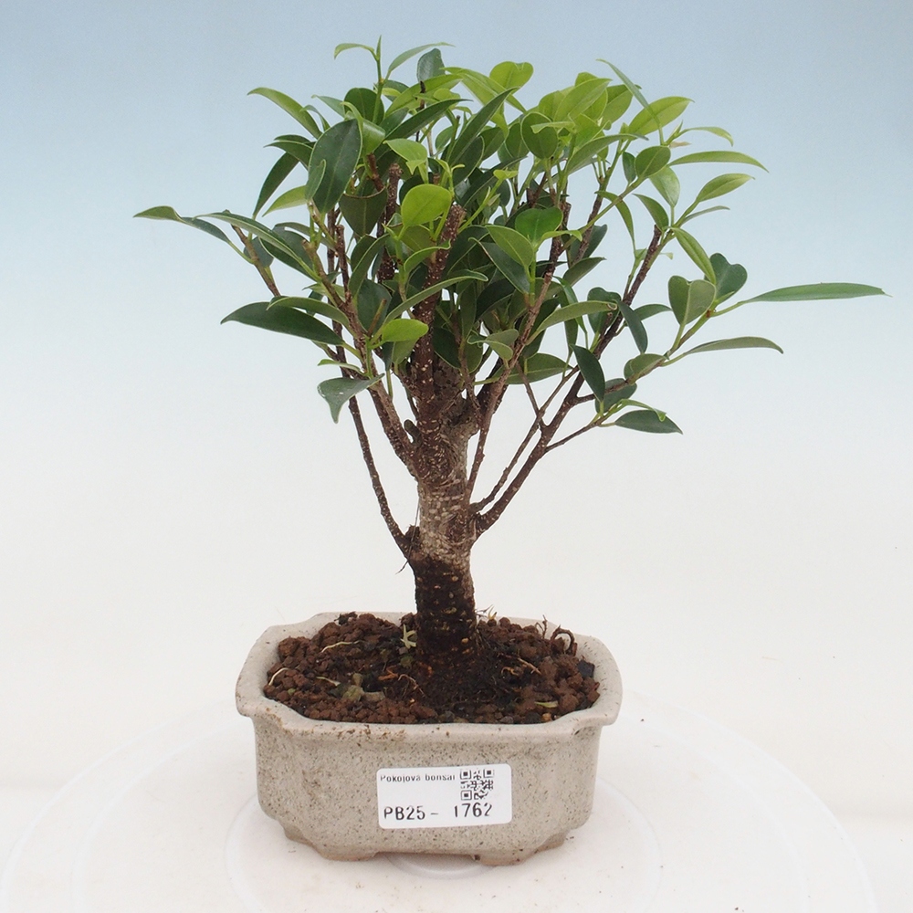 Pokojová bonsai Ficus retusa kimmen