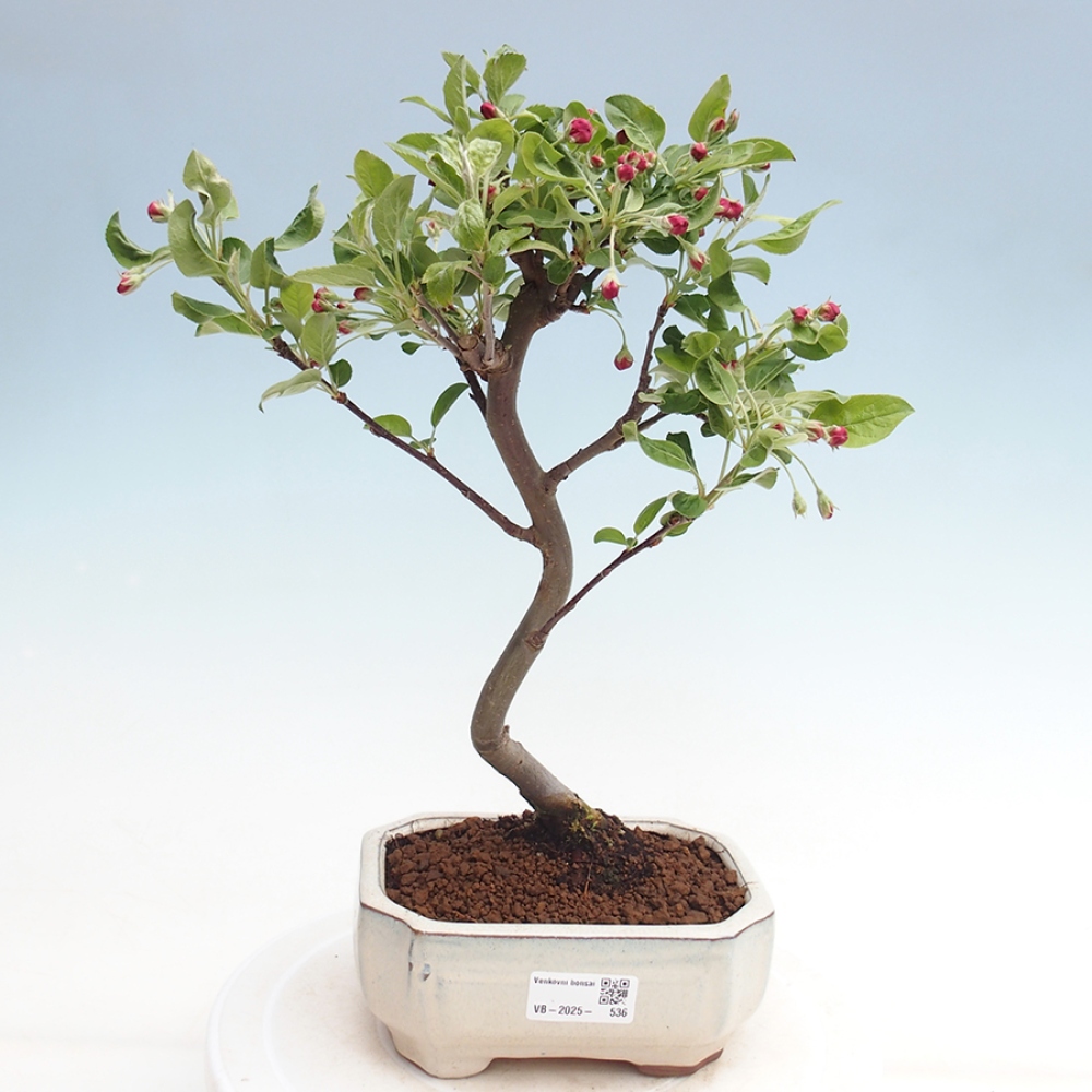 Venkovní bonsai -Malus halliana - Maloplodá jabloň
