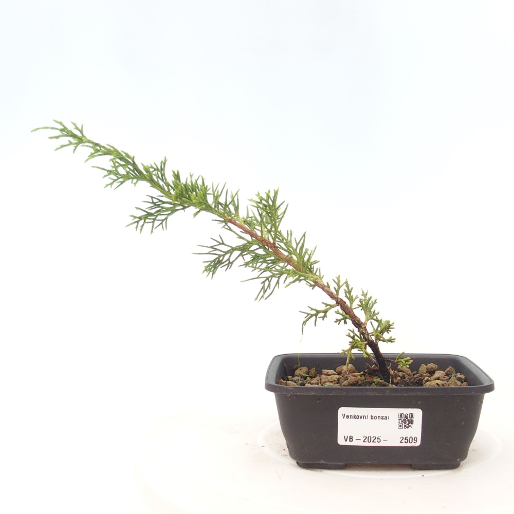 Venkovní bonsai - Juniperus chinensis Itoigawa -Jalovec čínský