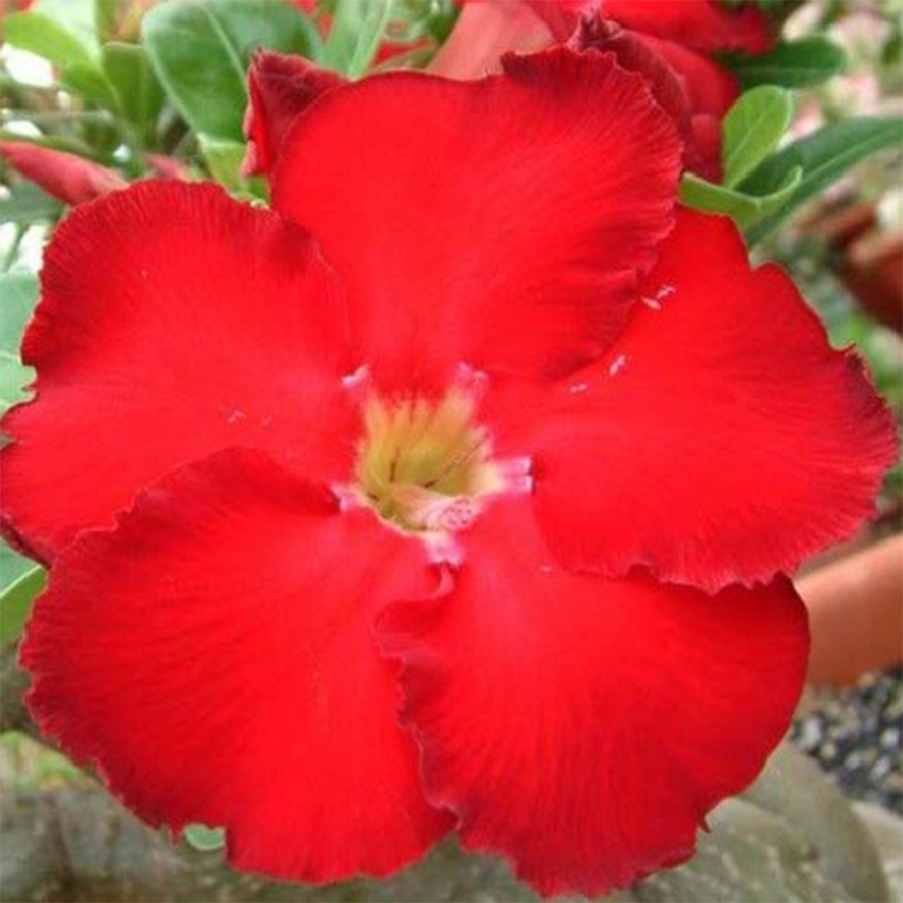 Pokojová bonsai - Adenium obesum Red Star - Pouštní růže