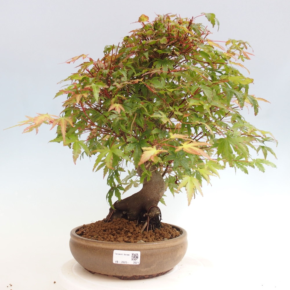 Venkovní bonsai - Javor dlanitolistý - Acer palmatum