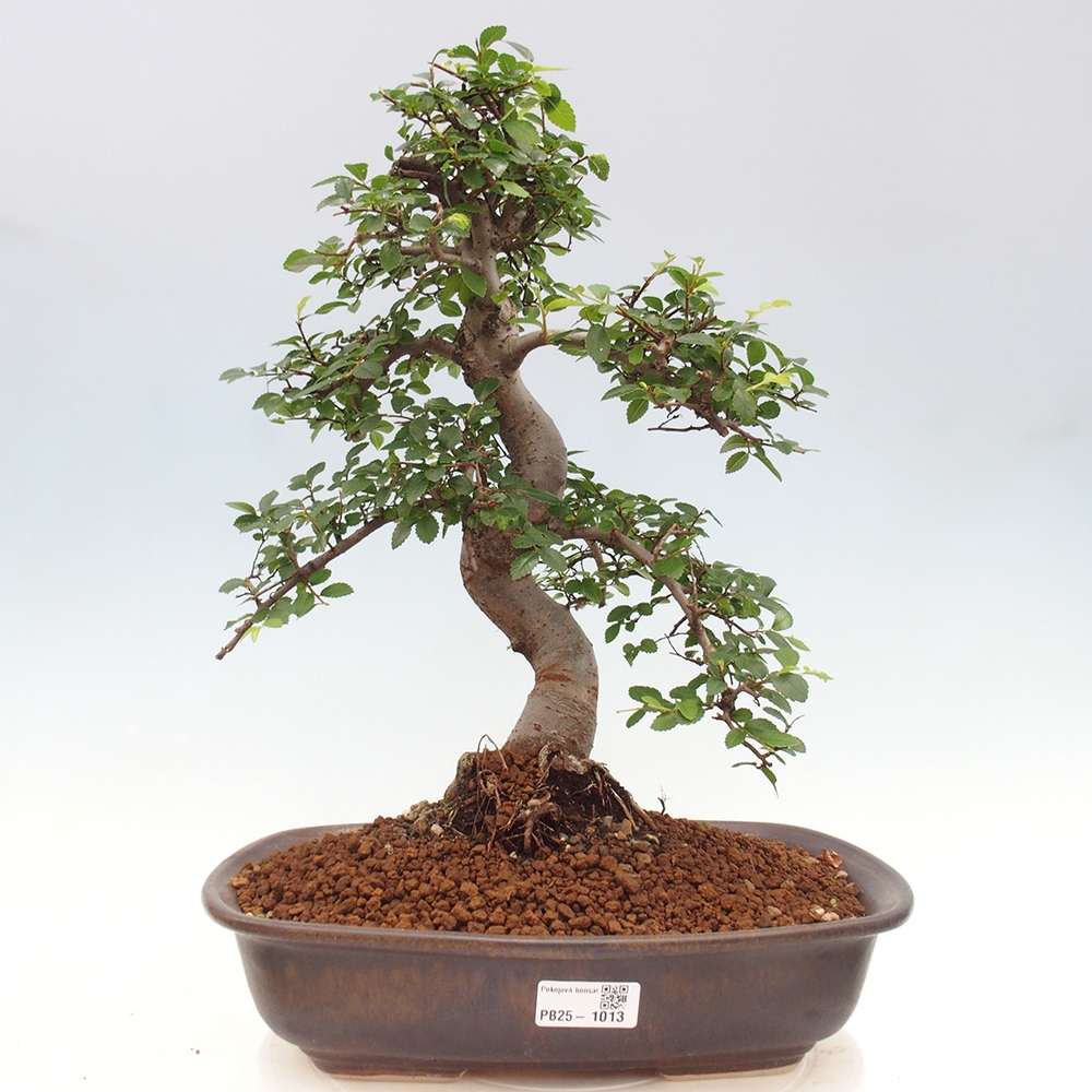 Pokojová bonsai - Ulmus parvifolia - Malolistý jilm
