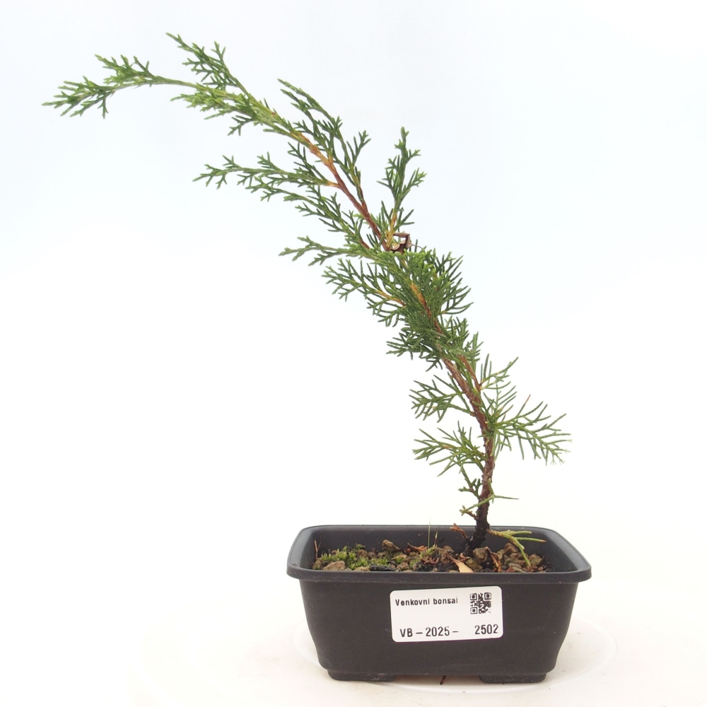 Venkovní bonsai - Juniperus chinensis Itoigawa -Jalovec čínský