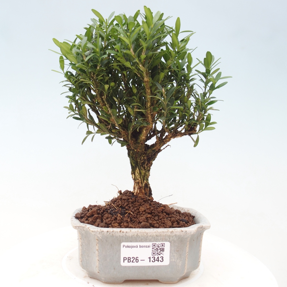 Pokojová bonsai - Buxus harlandii -korkový buxus
