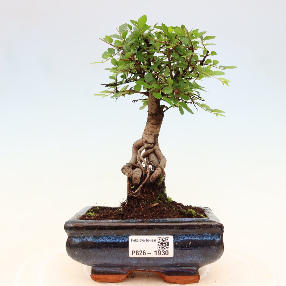 Pokojová bonsai - Ulmus parvifolia - Malolistý jilm