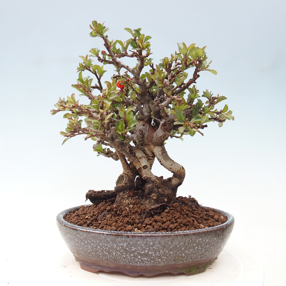 Venkovní  bonsai -  Chaneomeles speciosa - Kdoulovec ozdobný