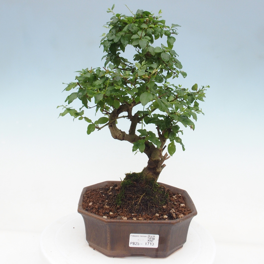 Pokojová bonsai -Ligustrum chinensis - Ptačí zob